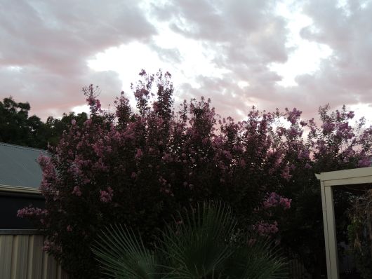 Sunrise Rose Lifestyle Village